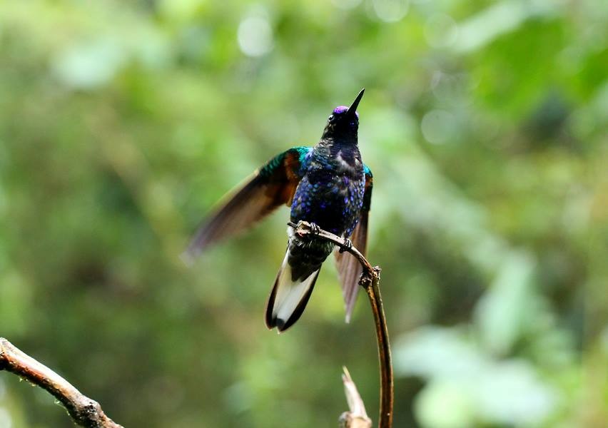 kolibřík hyacintový - ML470358711