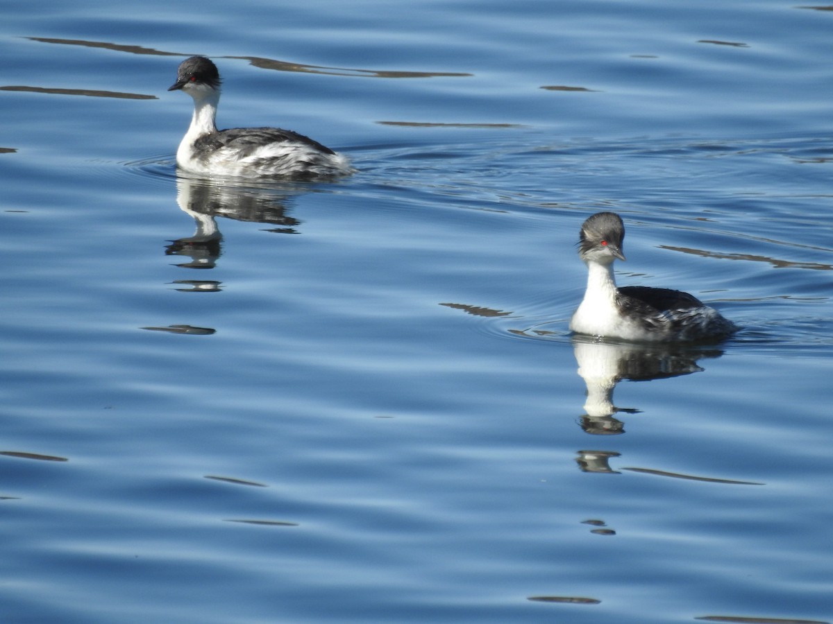 Silvery Grebe - ML470359131