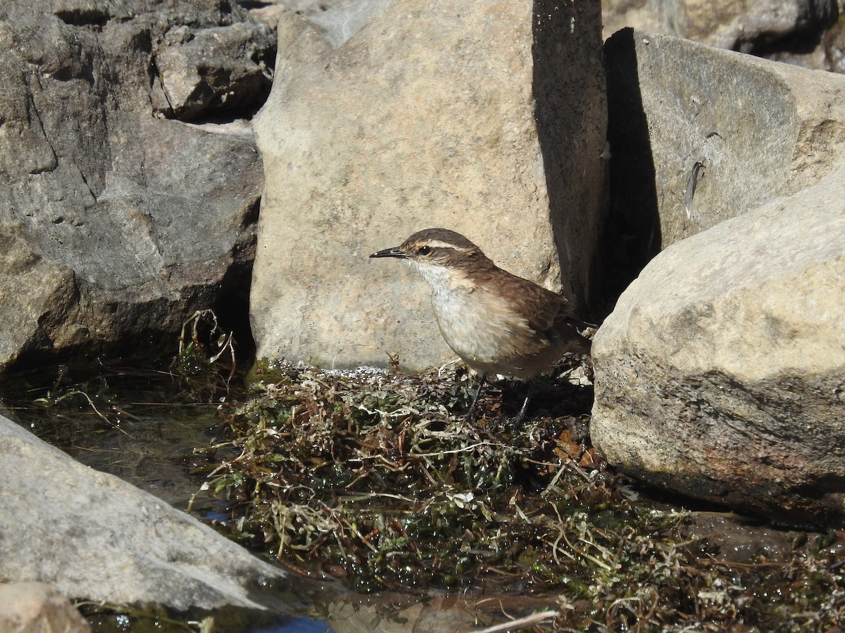 Cream-winged Cinclodes - David  Samata Flores