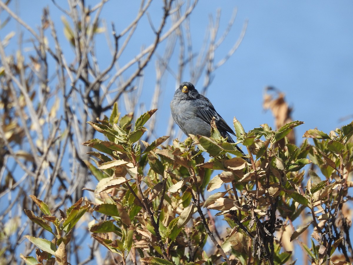 Band-tailed Seedeater - David  Samata Flores