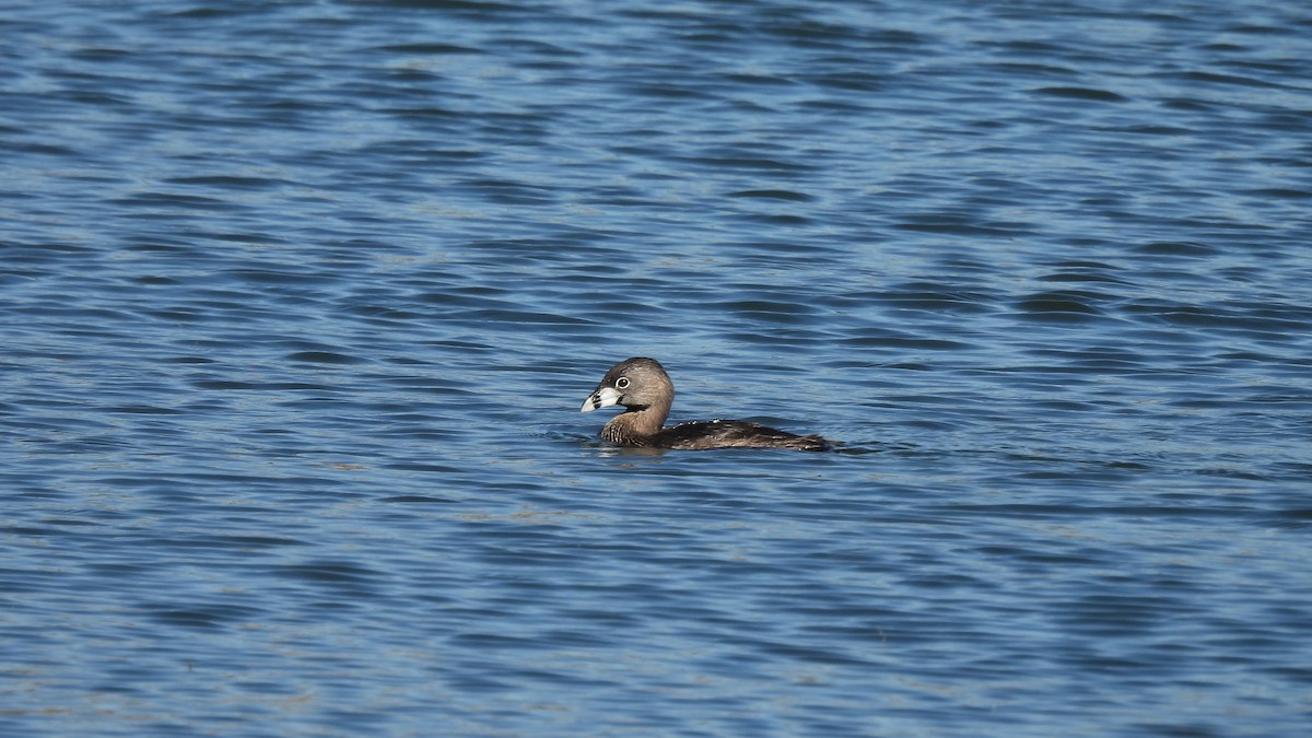 Pied-billed Grebe - ML470360001