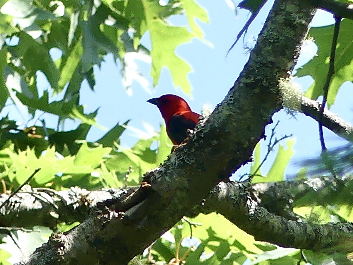 Scarlet Tanager - ML470360271