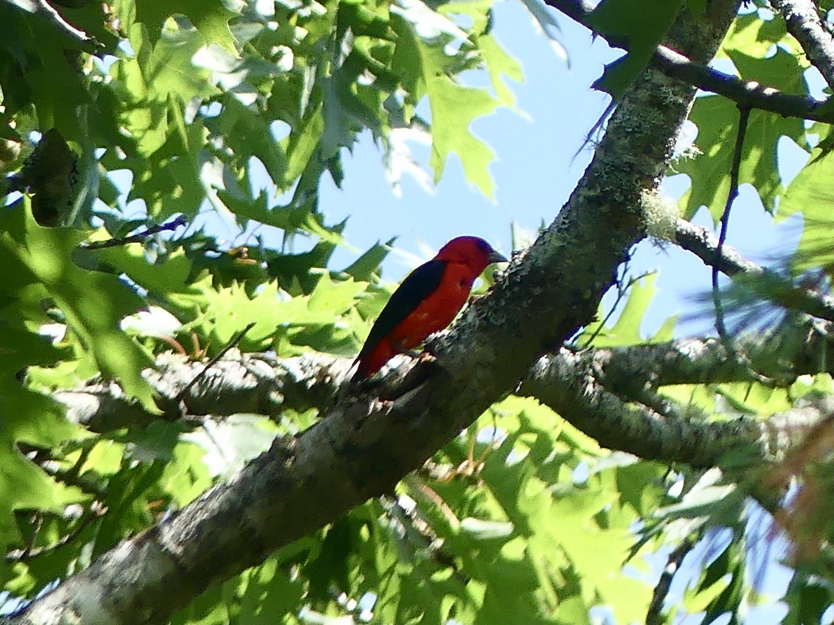 Scarlet Tanager - ML470360291