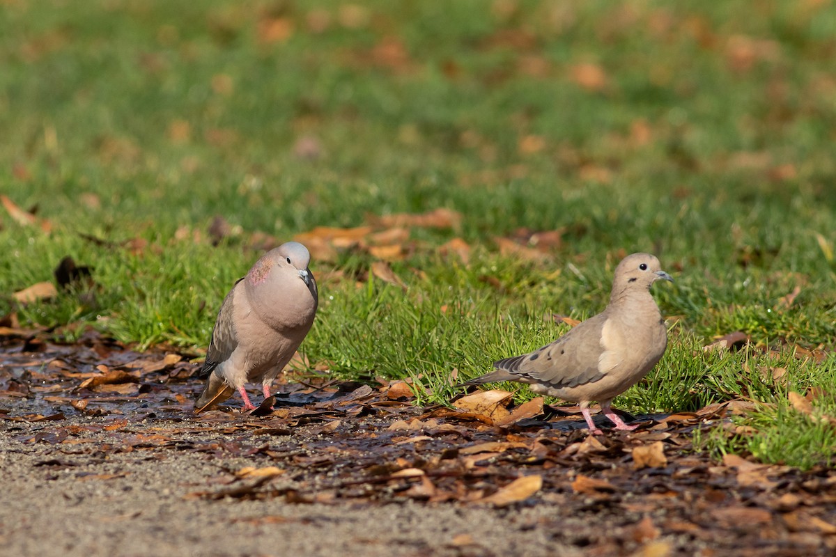 Eared Dove - Ariel Cabrera Foix