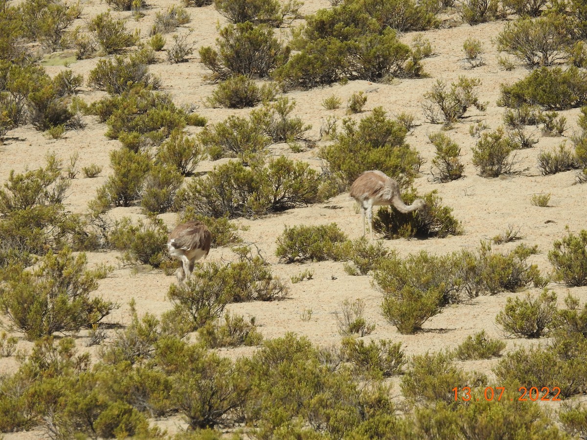 Lesser Rhea - ML470360911