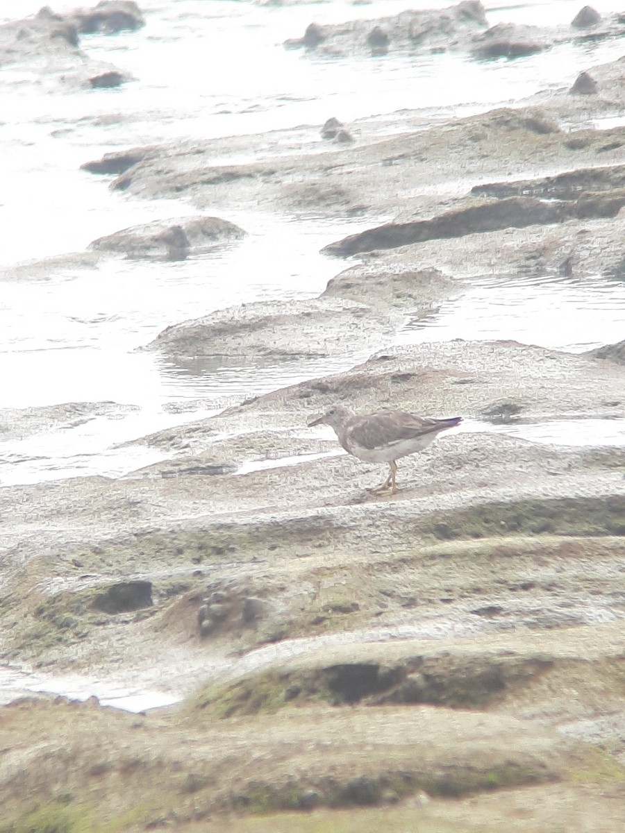 Surfbird - ML470361561