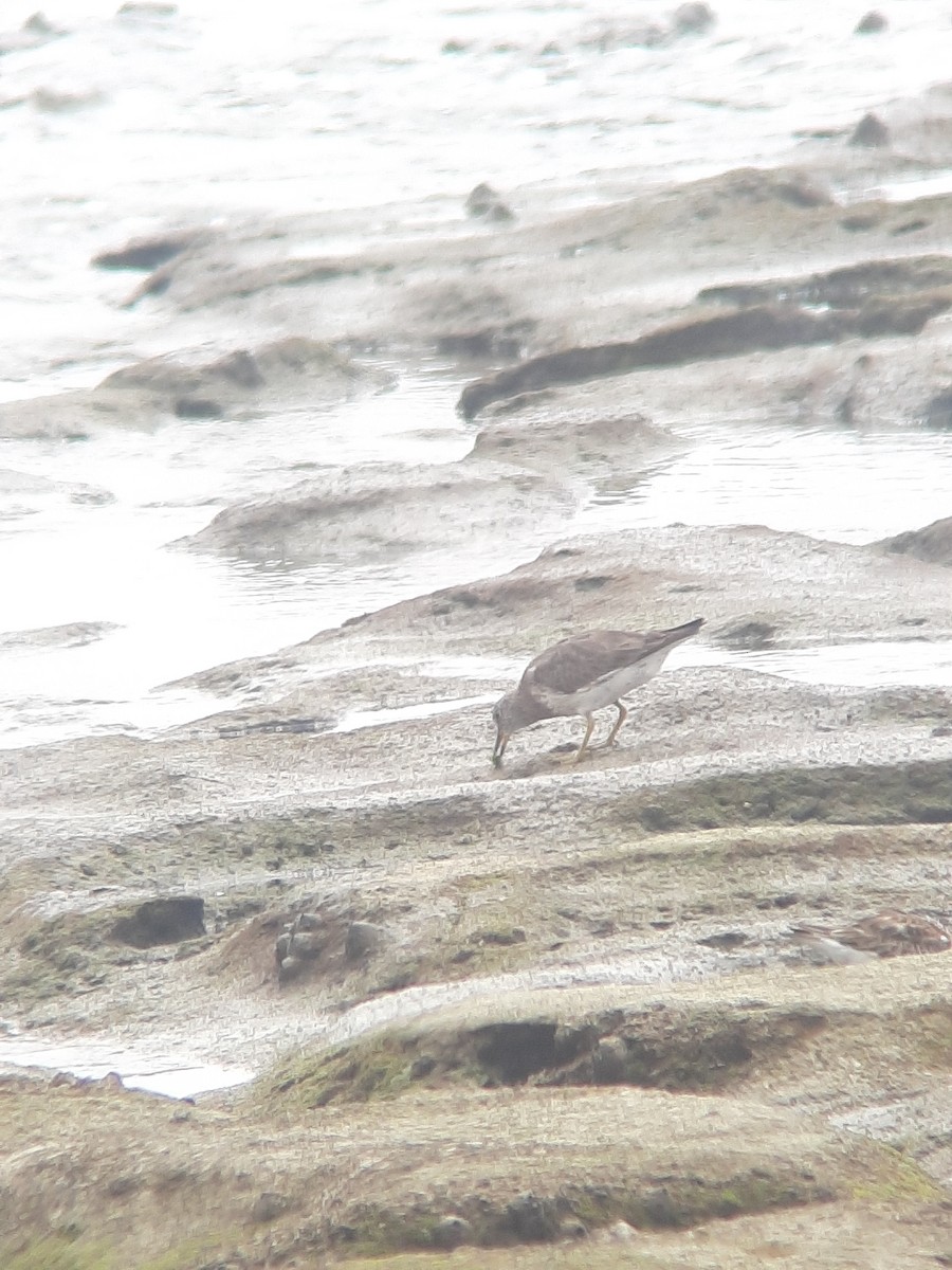 Surfbird - ML470361571