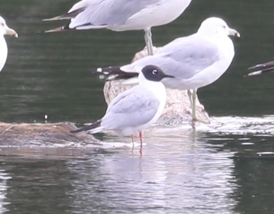 Bonaparte's Gull - ML470361681