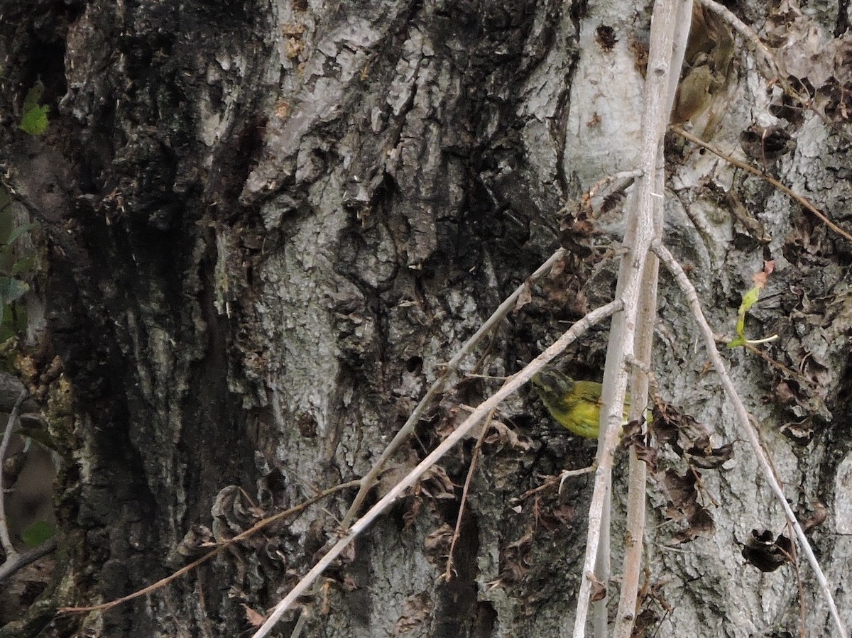 Gray-crowned Warbler - Mark W11 Kulstad