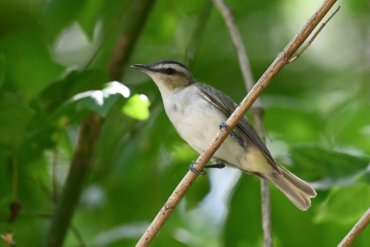 Red-eyed Vireo - ML470362081