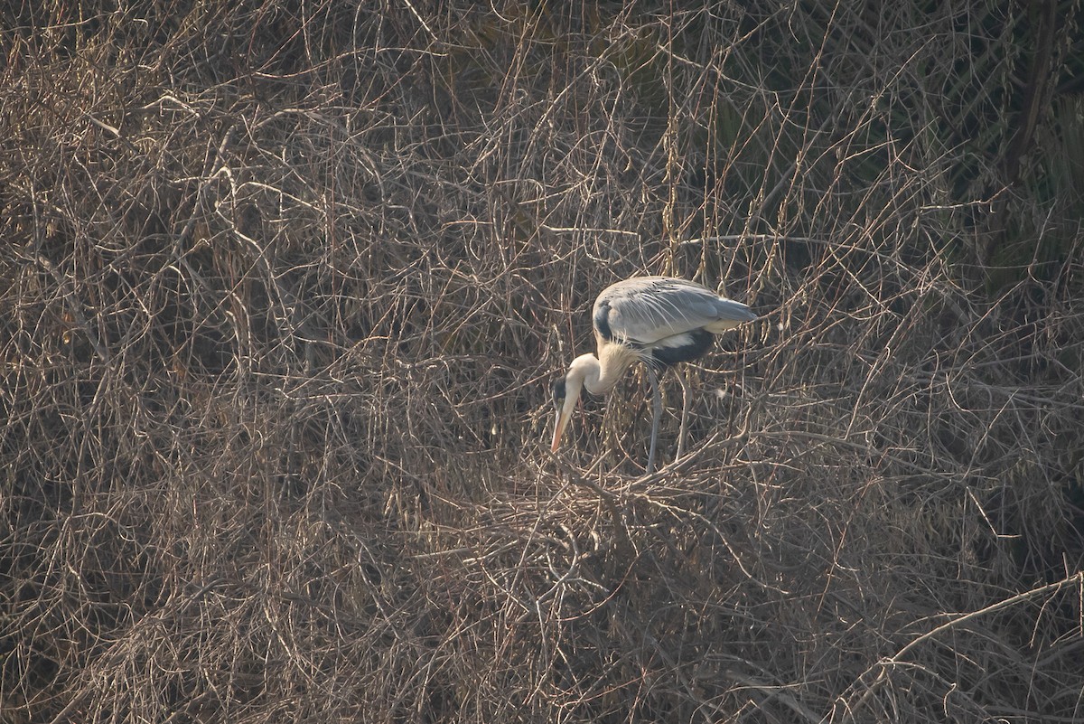 Cocoi Heron - Ariel Cabrera Foix