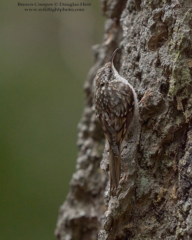 Brown Creeper - Douglas Herr