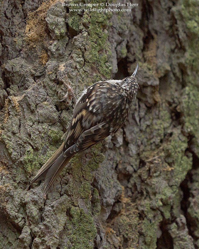 Brown Creeper - ML470363911