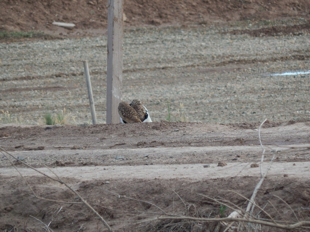 Burrowing Owl - Bobby Figarotta