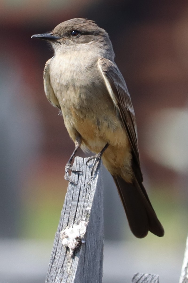 Say's Phoebe - ML470364521