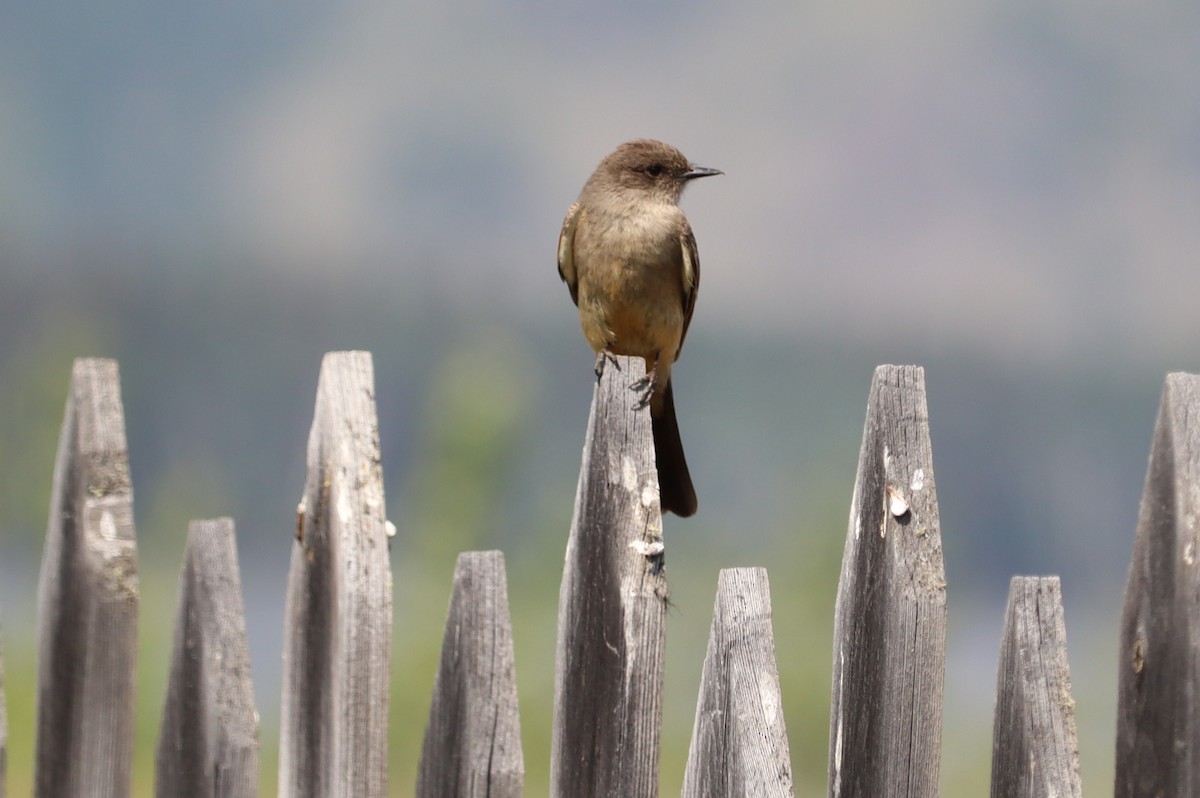 Say's Phoebe - ML470364531