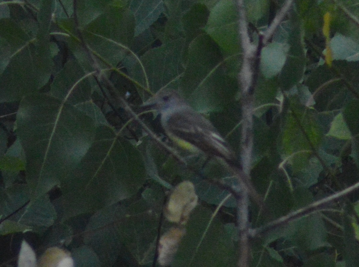 Great Crested Flycatcher - ML470364651