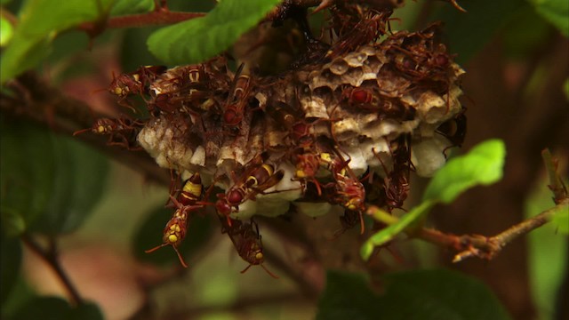 Ants, Wasps and Bees - ML470365