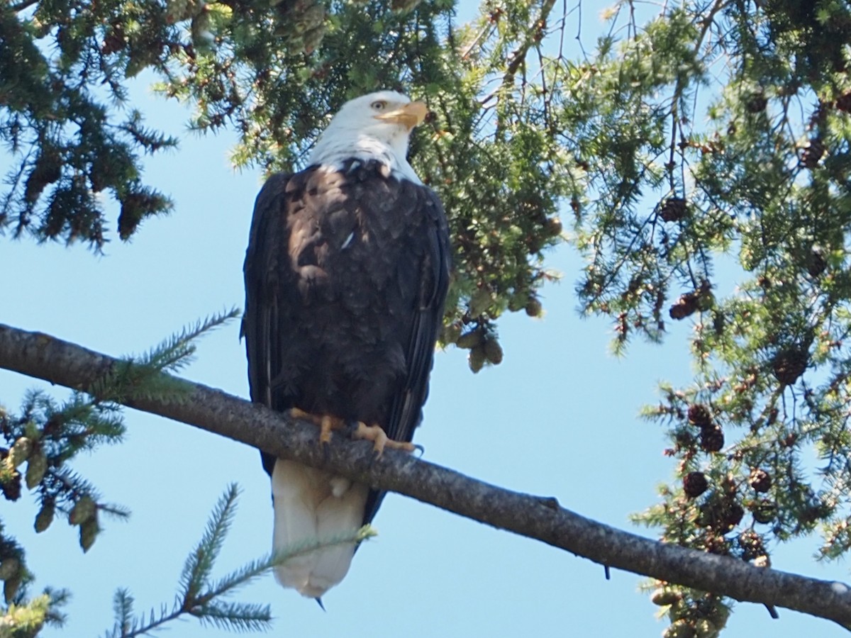 Weißkopf-Seeadler - ML470365351