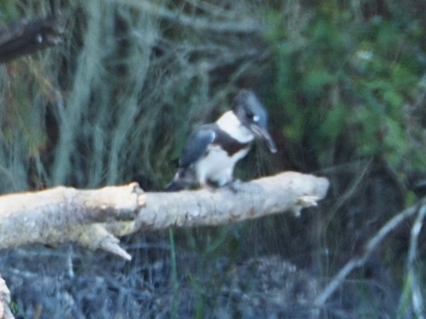 Martin-pêcheur d'Amérique - ML470365421