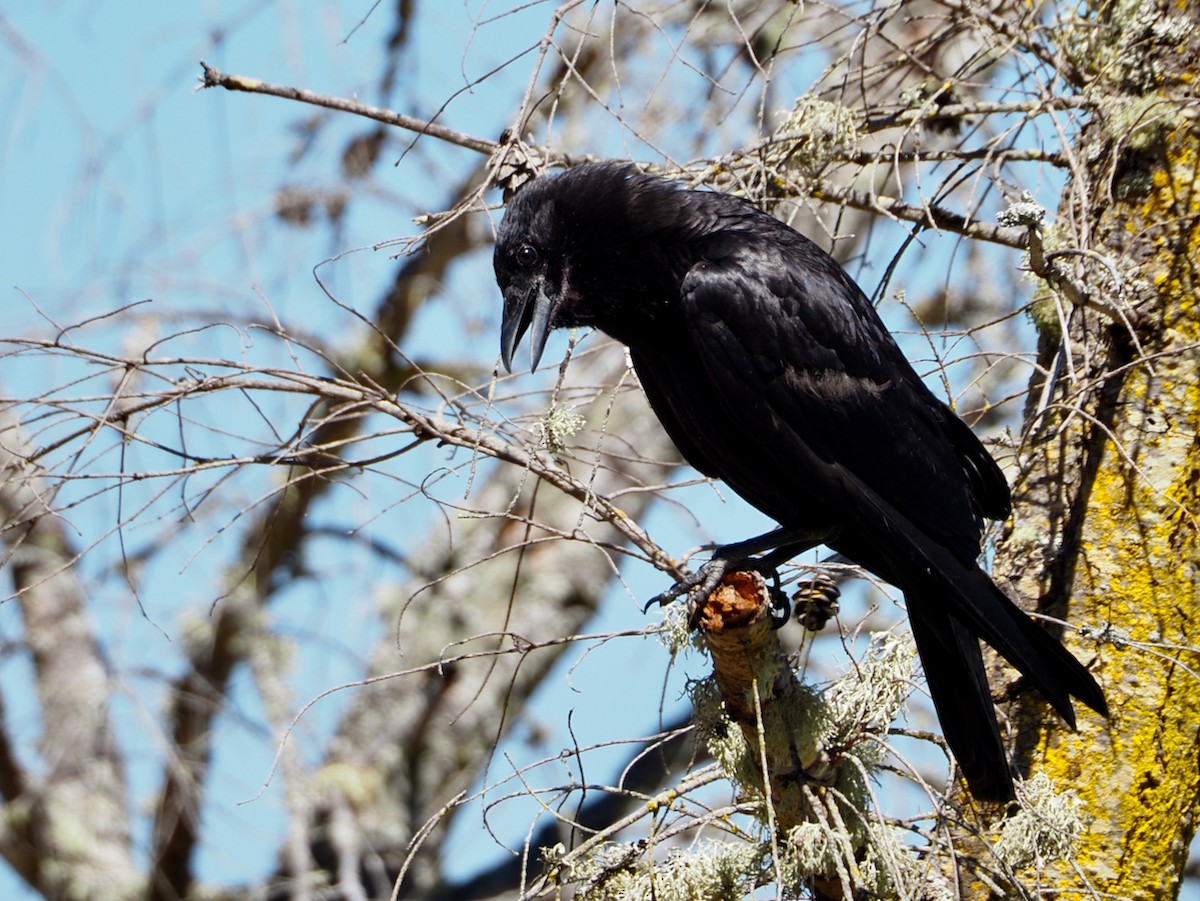 American Crow - ML470365581