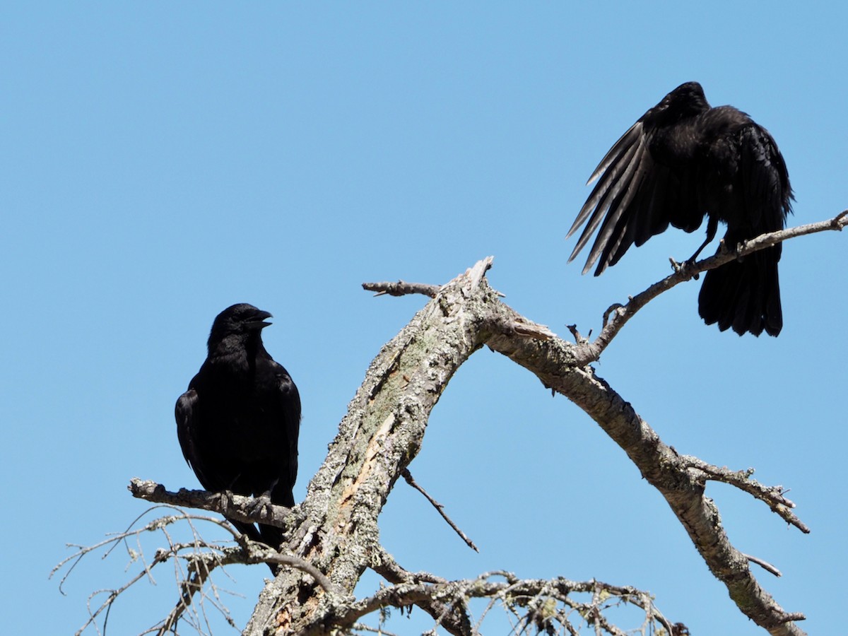 American Crow - ML470365611