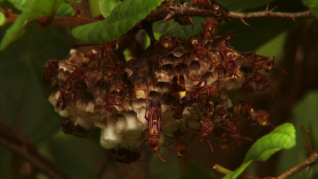 Ants, Wasps and Bees - ML470368