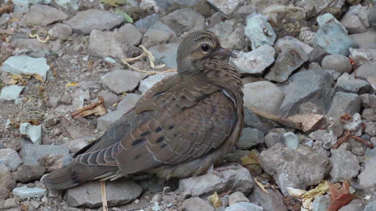 Eared Dove - ML470368131