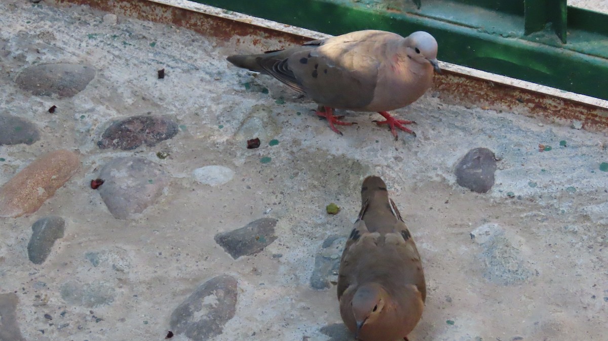 Eared Dove - ML470368151