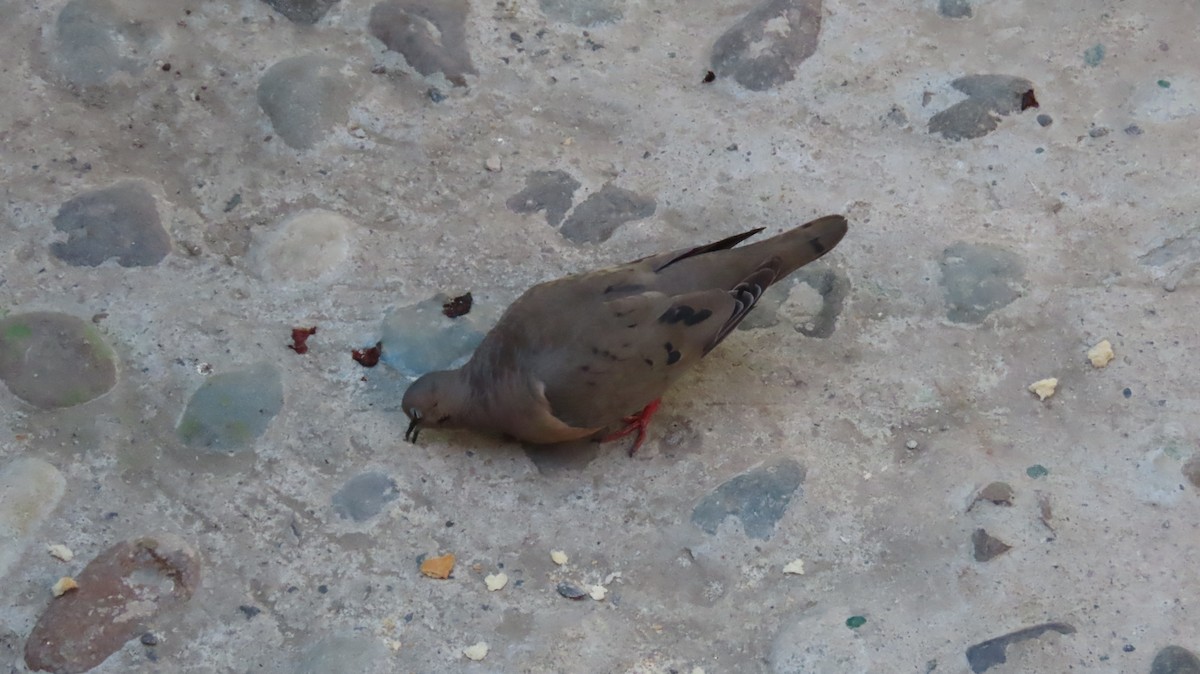 Eared Dove - ML470368161
