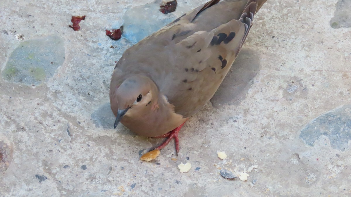 Eared Dove - ML470368171