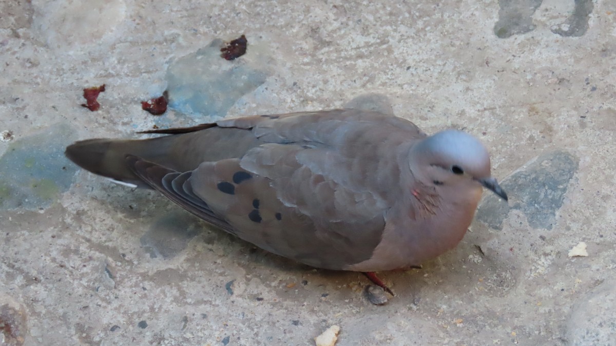 Eared Dove - ML470368181