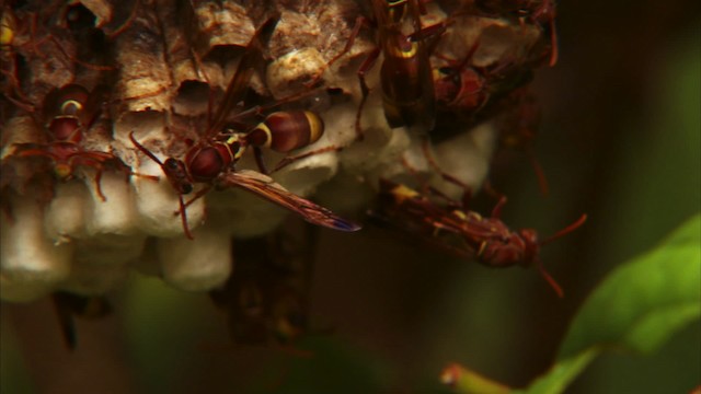 Ants, Wasps and Bees - ML470369