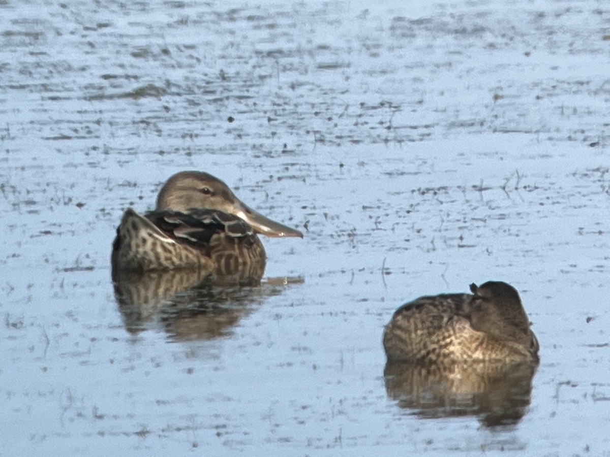 Northern Shoveler - ML470369061