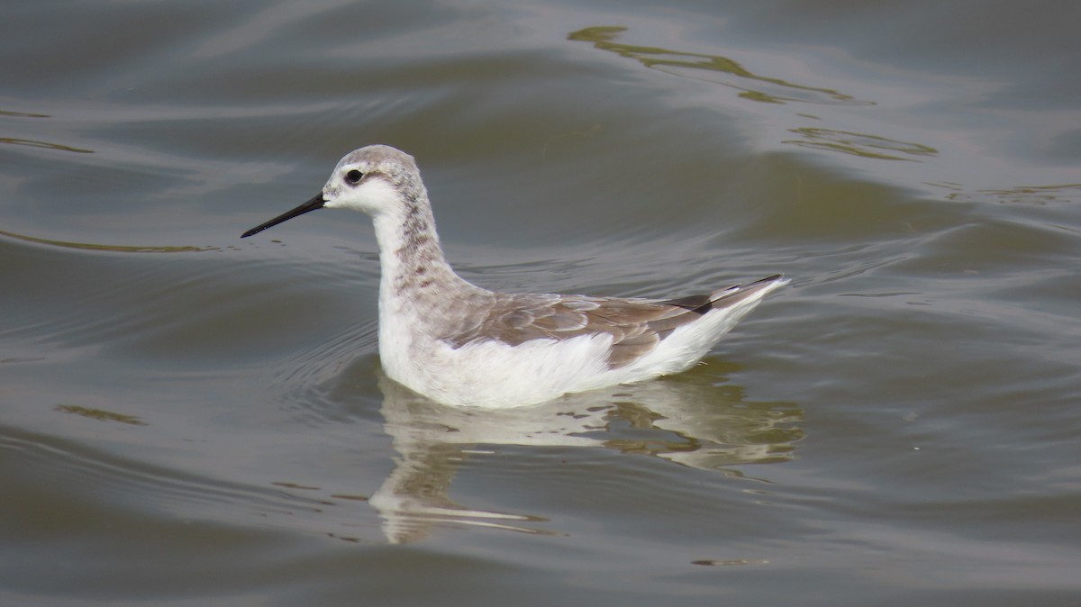 Wilson's Phalarope - ML470371041