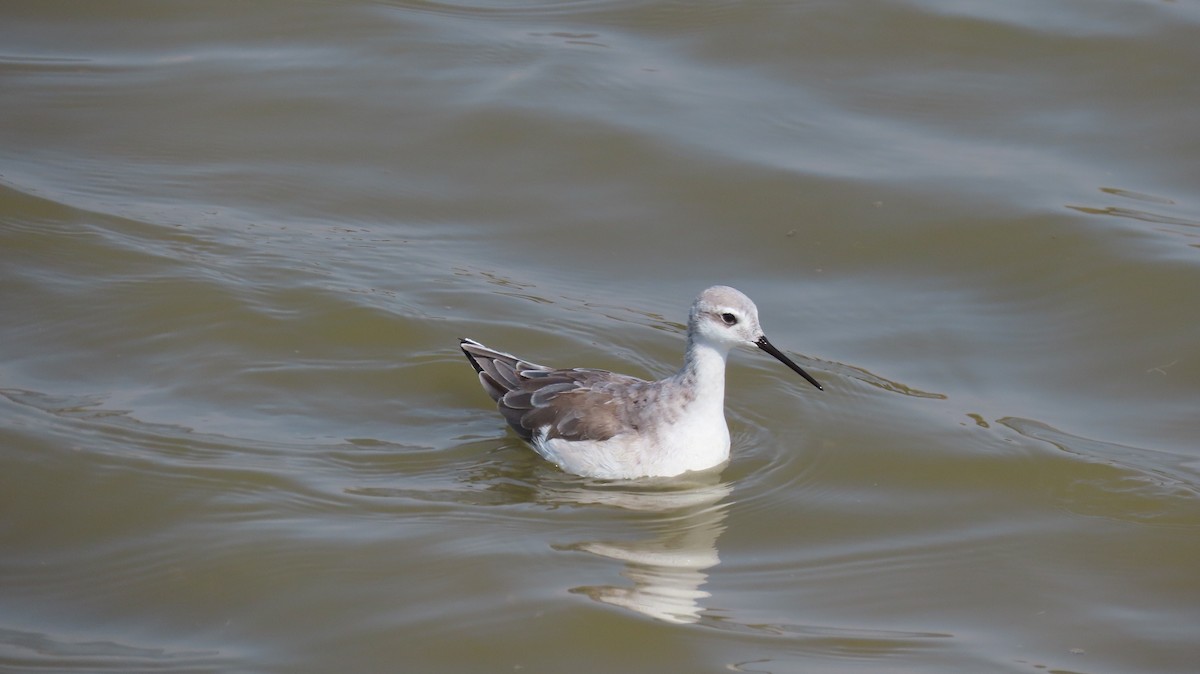 Phalarope de Wilson - ML470371061