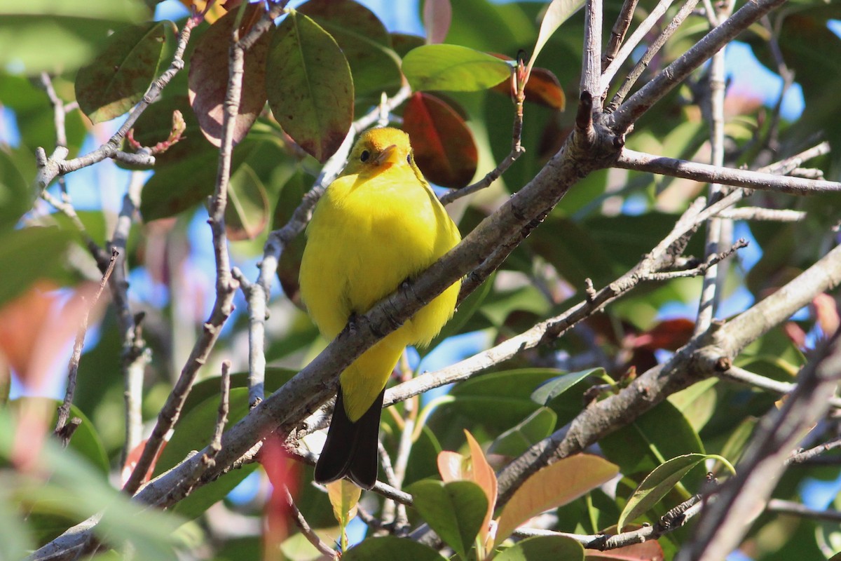 Western Tanager - ML47037181