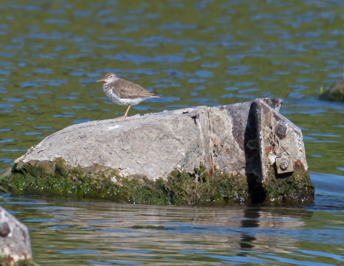 Spotted Sandpiper - ML470372431
