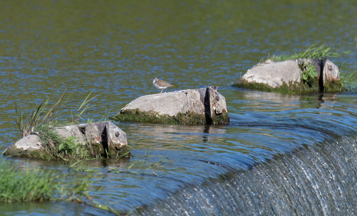 Spotted Sandpiper - ML470372481