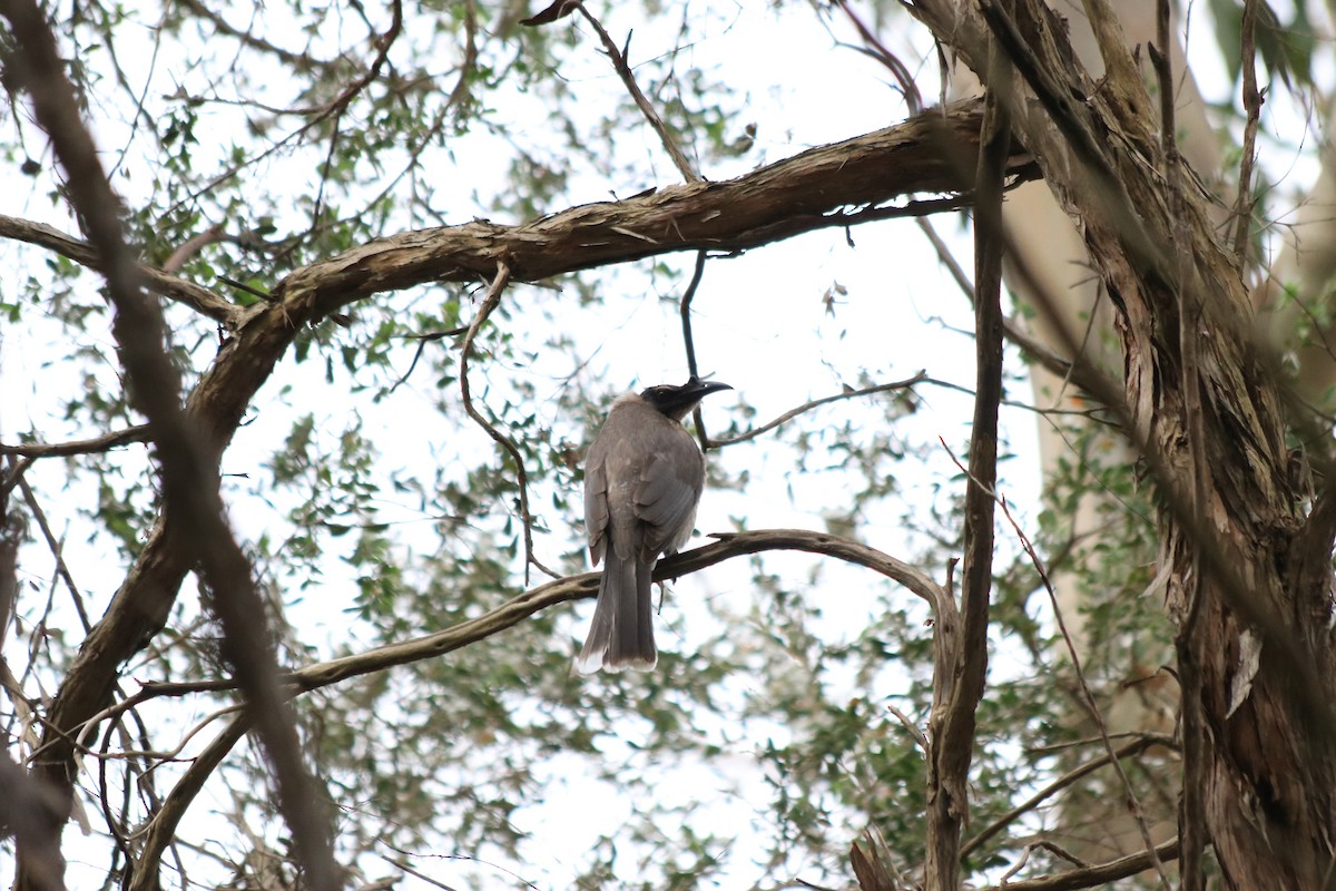 Noisy Friarbird - ML470373351