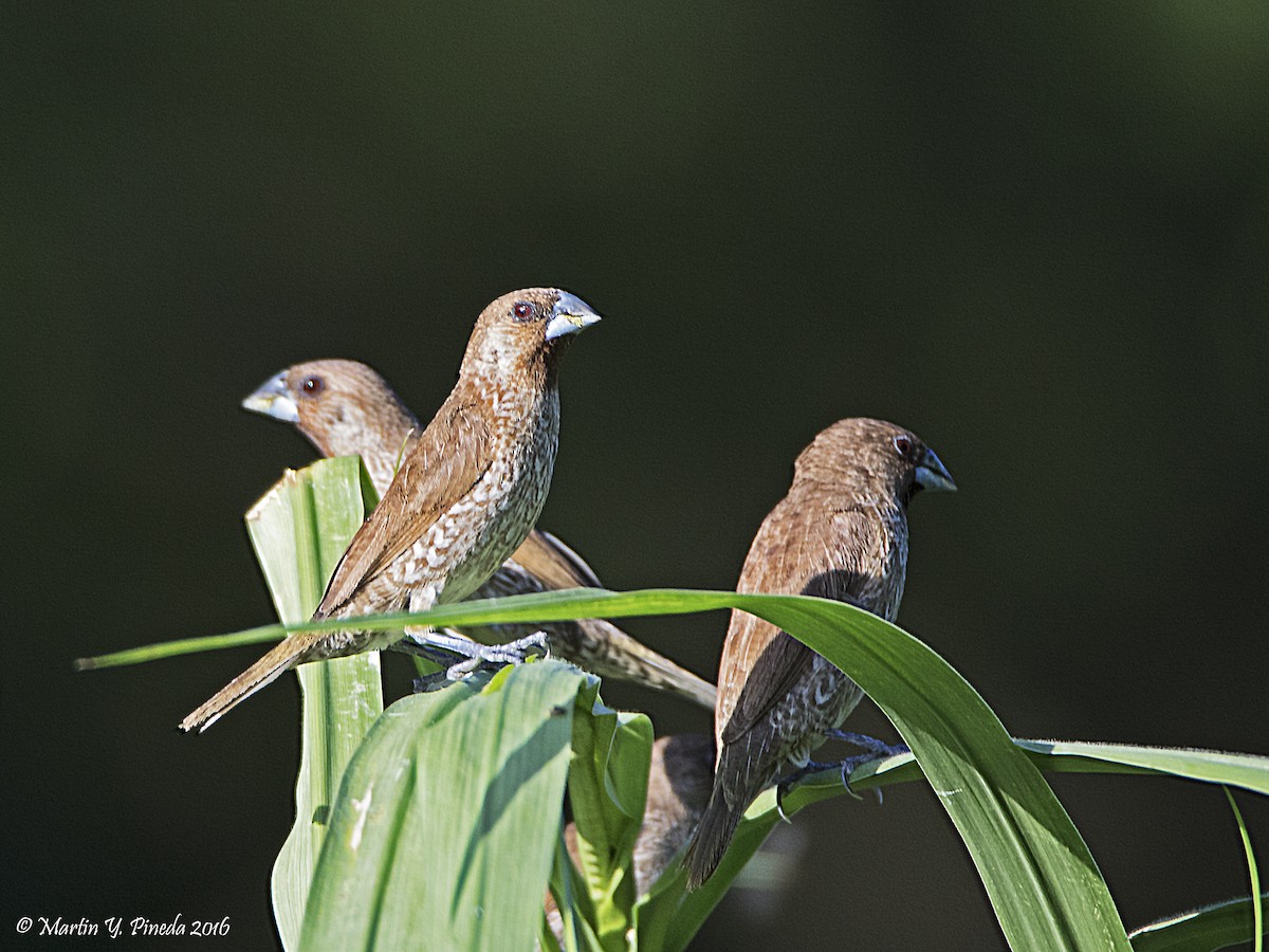 Scaly-breasted Munia - ML47037391