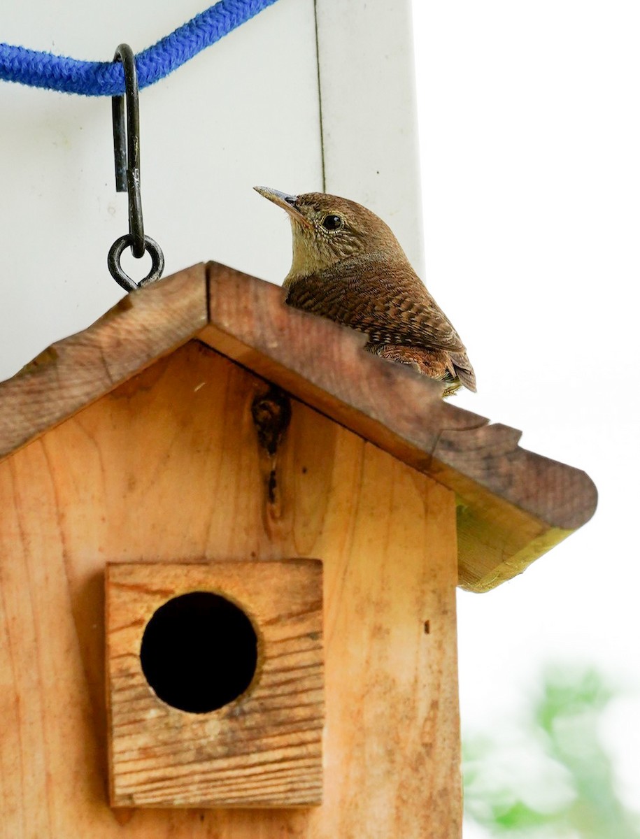 House Wren (Northern) - ML470374141