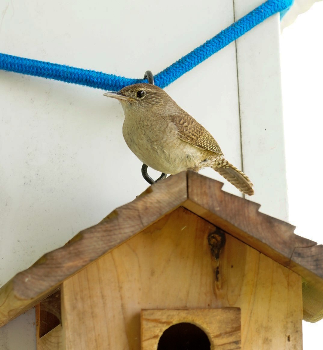 House Wren (Northern) - ML470374151