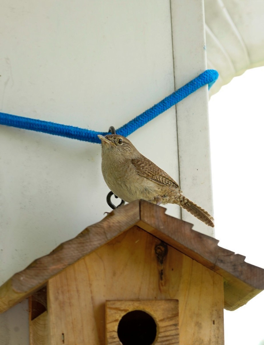 House Wren (Northern) - ML470374161