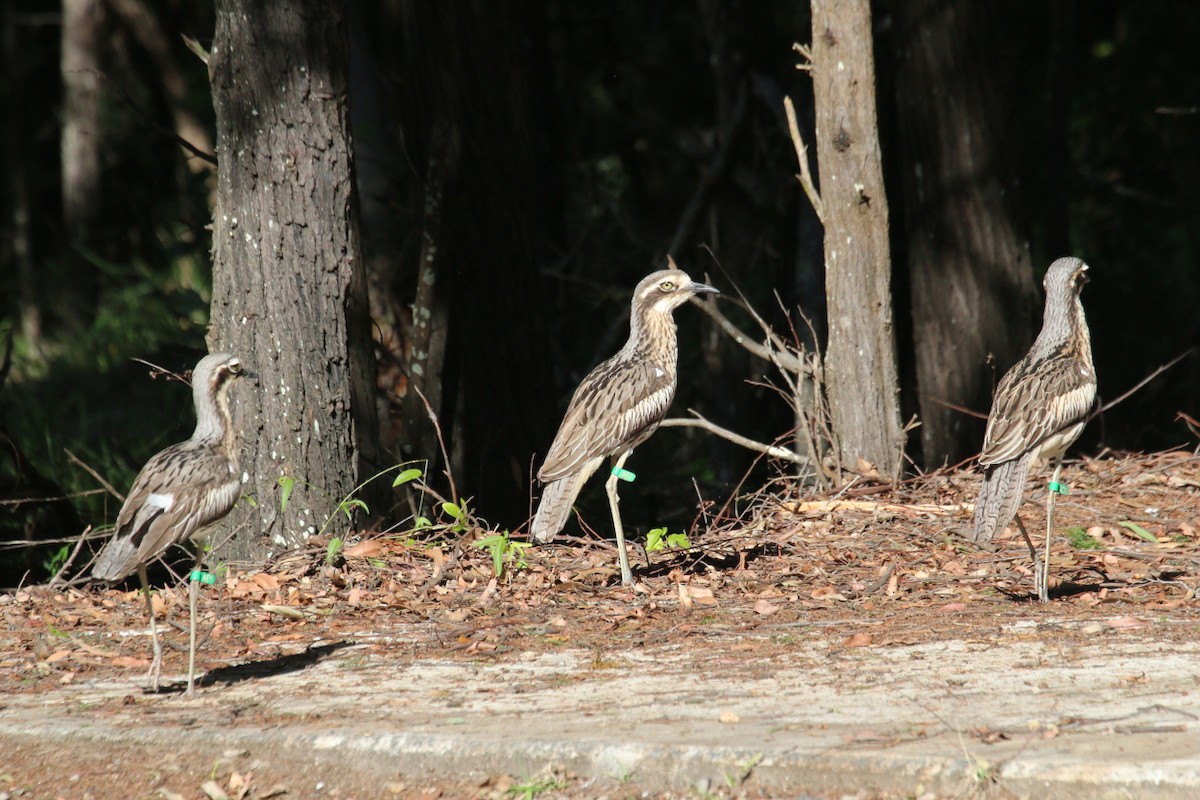 Bush Thick-knee - ML470374551