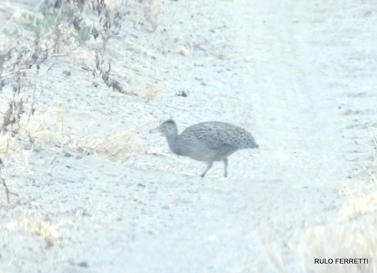 Brushland Tinamou - ML470377501