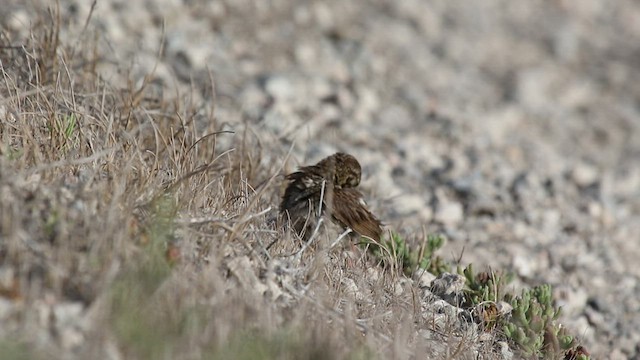 Chingolo Sabanero (grupo guttatus) - ML470380381