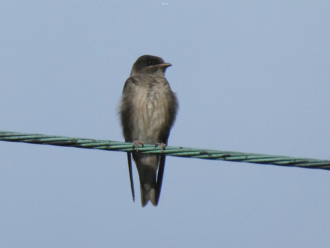 Purple Martin - ML470380401