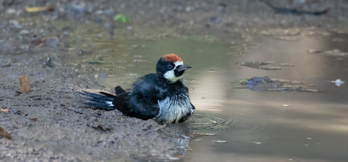 Acorn Woodpecker - Beatriz Hernandez