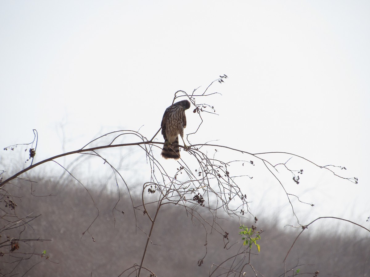 Cooper's Hawk - ML470380731